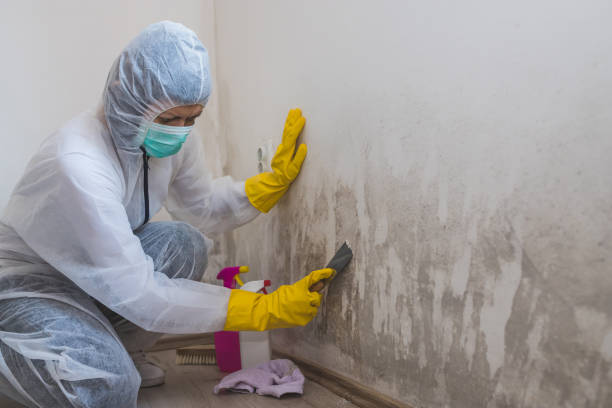 Office Mold Removal Services in Monteagle, TN