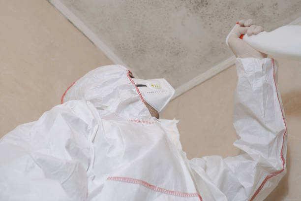 Best Mold Testing and Removal  in Monteagle, TN
