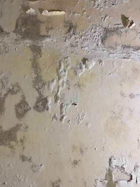 Best Mold Damage Repair  in Monteagle, TN