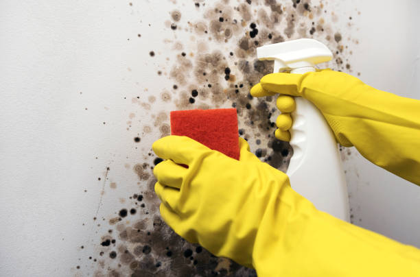 Best Professional Mold Removal  in Monteagle, TN