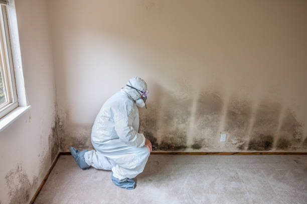 Best Black Mold Removal  in Monteagle, TN