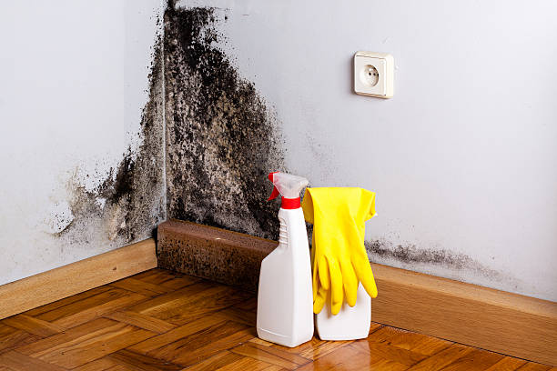 Best Attic Mold Removal  in Monteagle, TN